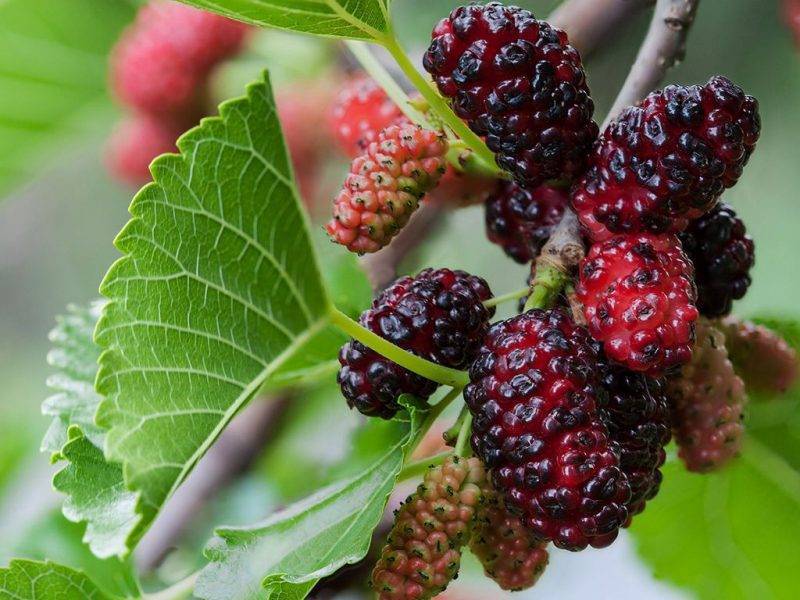 Шелковица купить саженцы из питомнике в Апатитах