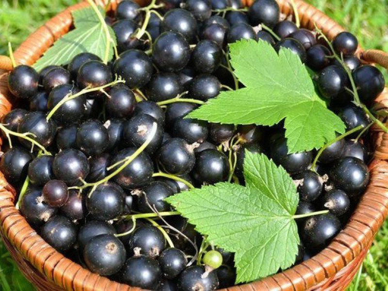 Смородина купить саженцы из питомника в Апатитах