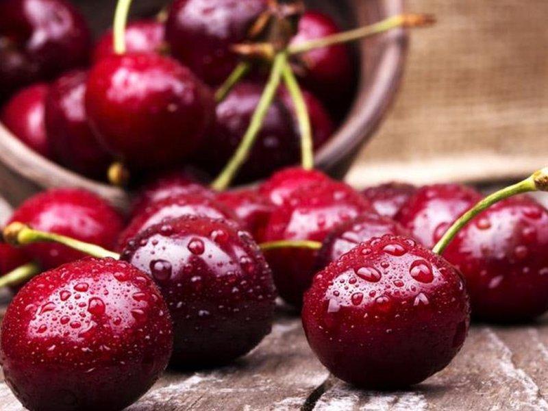 Вишня купить саженцы из питомника в Апатитах