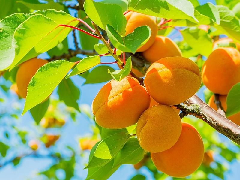 Абрикос купить саженцы из питомнике в Апатитах
