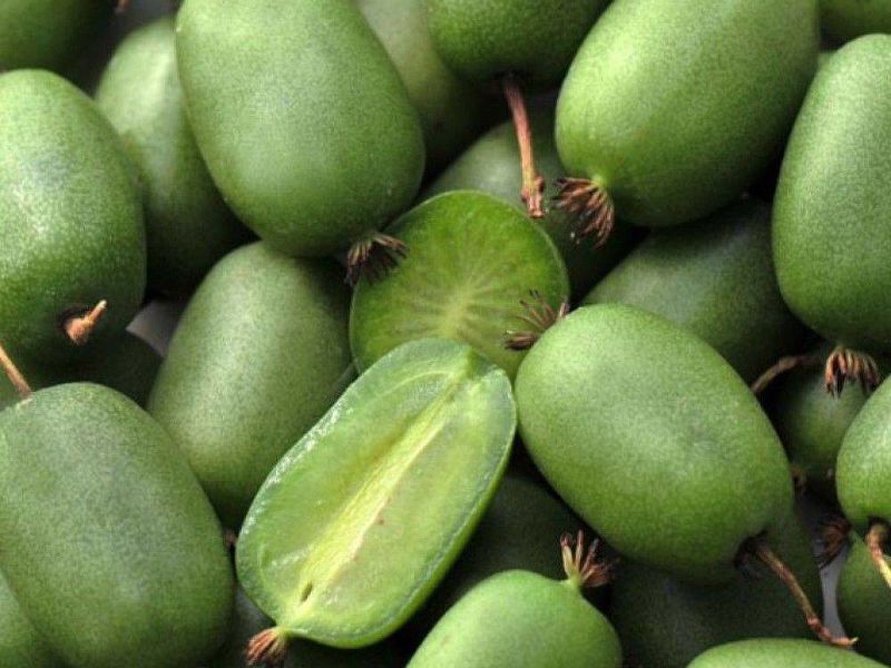 Актинидия купить саженцы из питомнике в Апатитах