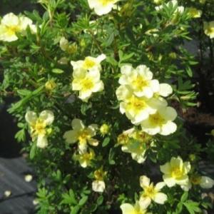 Лапчатка "ЛАЙМЛАЙТ" (стакан Р9)