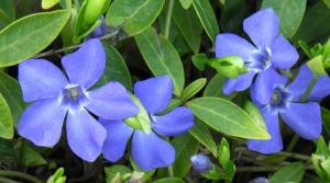БАРВИНОК МАЛЫЙ