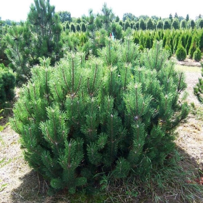 Сосна "МУГУС" 2-х летка (стакан С2)