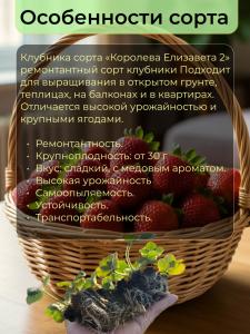 Клубника саженцы Королева Елизавета 2 для подоконника 6 шт