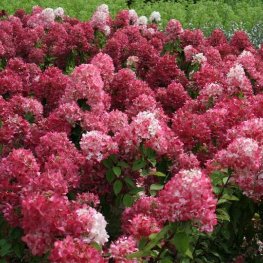 Гортензия метельчатая "МЭДЖИКАЛ ВЕЗУВИЙ" (Magical Vesuvio)