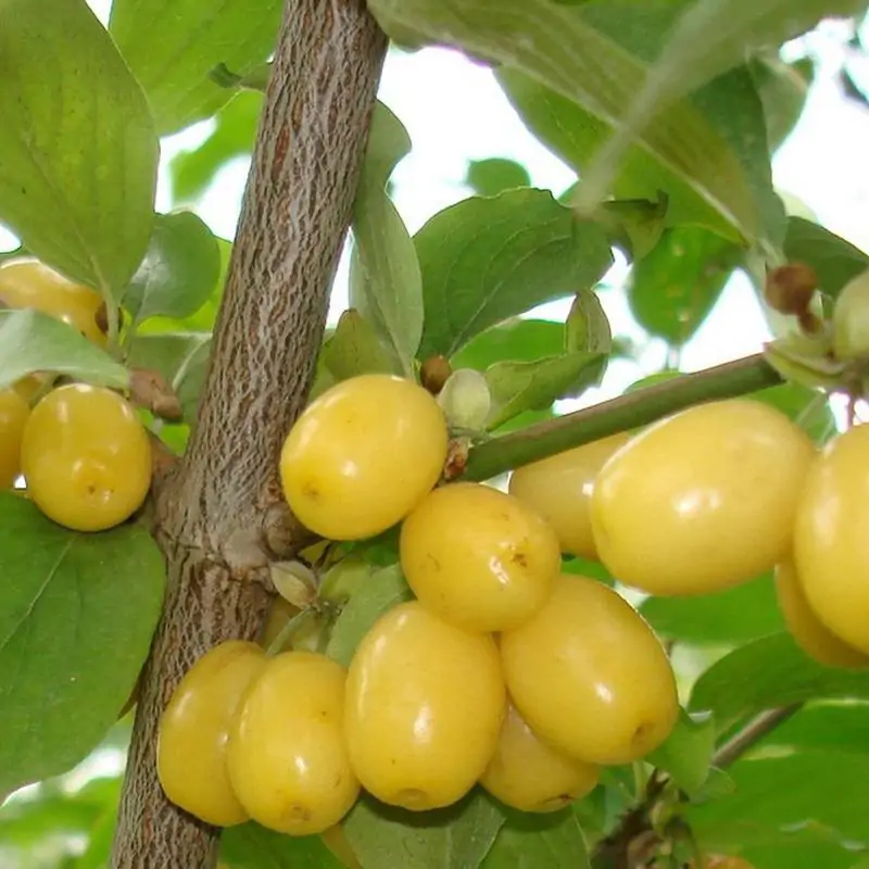 Кизил "ЯНТАРНЫЙ ЖЕЛТЫЙ"