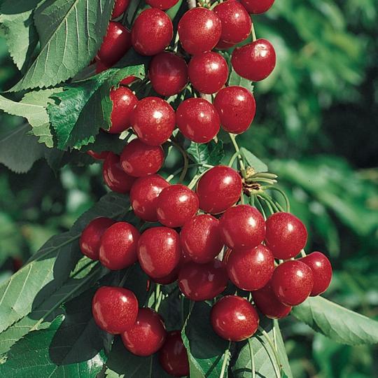 Вишня колоновидная "МАЛЮТКА" ранняя